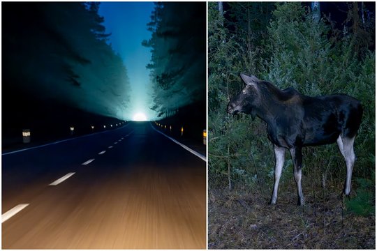 Širvintų r. automobilis susidūrė su briedžiu – du žmonės sužeisti, buvo apribotas eismas