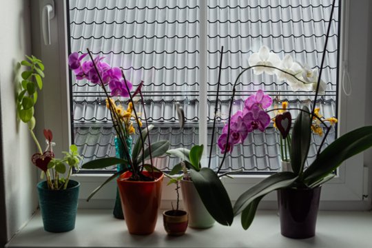 Norite, kad orchidėjos žiemą pražystų: rudenį joms reikia šiek tiek kitokios priežiūros