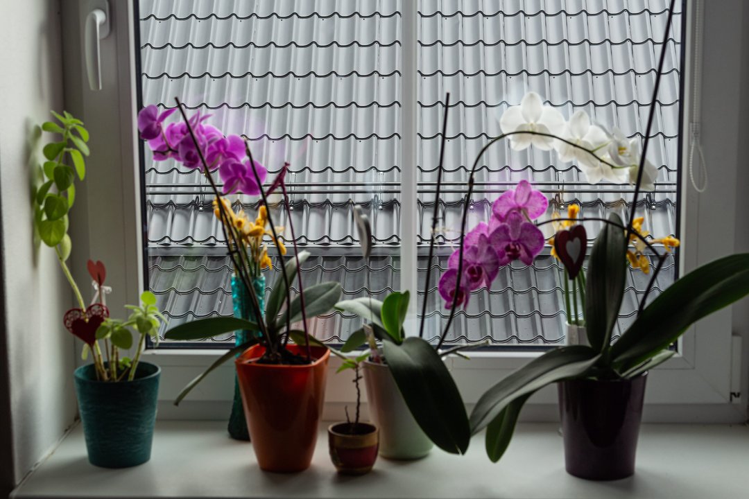 Norite, kad orchidėjos žiemą pražystų: rudenį joms reikia šiek tiek kitokios priežiūros