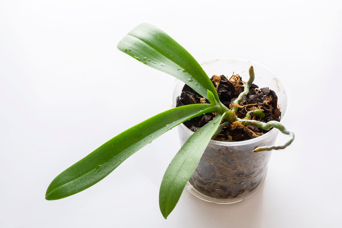 Orchidėjos gali ilgai džiuginti įspūdingais žiedais, tačiau kartais net ir iš pažiūros sveikas augalas ištisus mėnesius nežydi.<br>123 rf nuotr,