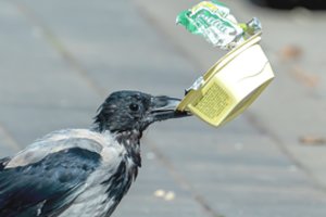 Smirdinčios krizės grimasos – šiukšles drabsto kur pakliūva