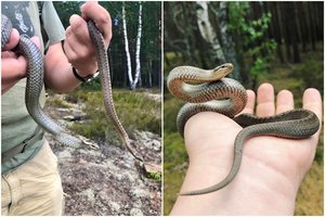 Pasirodo, kad Lietuvoje – dvi nuodingų gyvačių rūšys: herpetologas ramina – bijoti nereikia