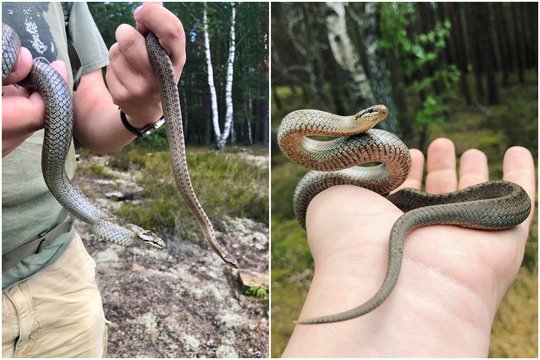 Pasirodo, kad Lietuvoje – dvi nuodingų gyvačių rūšys: herpetologas ramina – bijoti nereikia