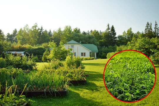 Veja, kurios beveik nereikia pjauti: rudenį pats metas suplanuoti pokytį kitam sezonui