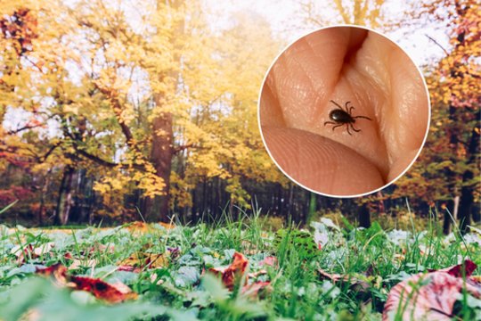 Lietuvoje prasideda antroji erkių aktyvumo banga: ką būtina padaryti