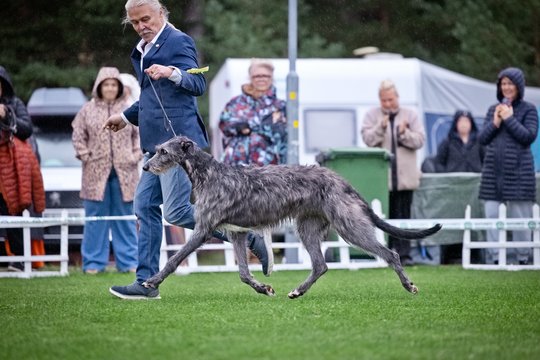 Į Palangą plūdo šunų elitas: parodoje – 8-mečio veterano iš Vilniaus triumfas