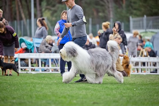 Į Palangą plūdo šunų elitas: parodoje – 8-mečio veterano iš Vilniaus triumfas