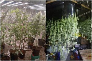 Tauragės r. likviduota kanapių auginimo laboratorija – sulaikyti du įtariamieji
