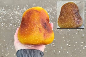 Netoli Lietuvos – įspūdingas gintaro radinys