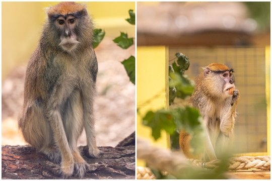Lietuvos zoologijos sode apsigyveno keturios patų patelės