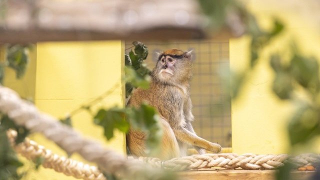 Patų patelės – naujokės Lietuvos zoologijos sode: fiksuojamas ryškus populiacijos mažėjimas