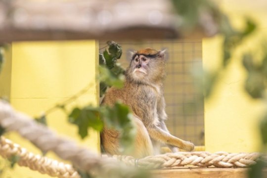 Patų patelės – naujokės Lietuvos zoologijos sode: fiksuojamas ryškus populiacijos mažėjimas