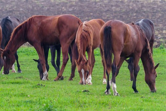 Perspėja vairuotojus – greta Vilniaus ant kelio pastebėti trys pabėgę arkliai