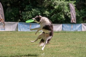 „Tinginių sportu“ vadinamas užsiėmimas nustebins: lietuvis atskleidė, kas iš tiesų lemia šunų pergales