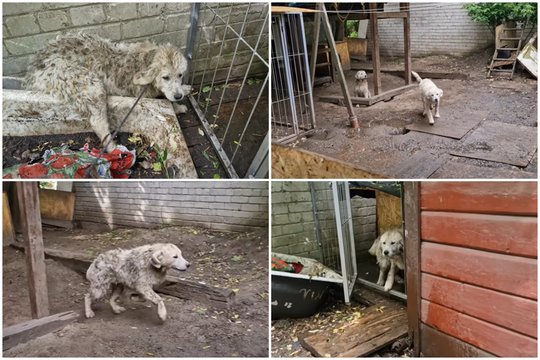 Gyvūnų gelbėtojai skambina pavojaus varpais: paviešino vaizdo įrašą iš veisyklos Panevėžyje