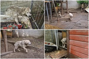 Gyvūnų gelbėtojai skambina pavojaus varpais: paviešino vaizdo įrašą iš veisyklos Panevėžyje