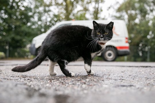 Pastebėjus tokią katę Vilniuje ragina pranešti nieko nelaukiant