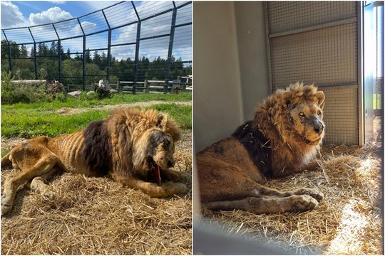 Parodė, kaip dabar atrodo iš Klaipėdos zoologijos sodo atimtas liūtas