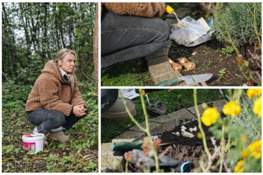 Kamilė moko, kaip tinkamai sodinti svogūnines gėles, į kokį gylį jas sodinti ir kokių klaidų vengti