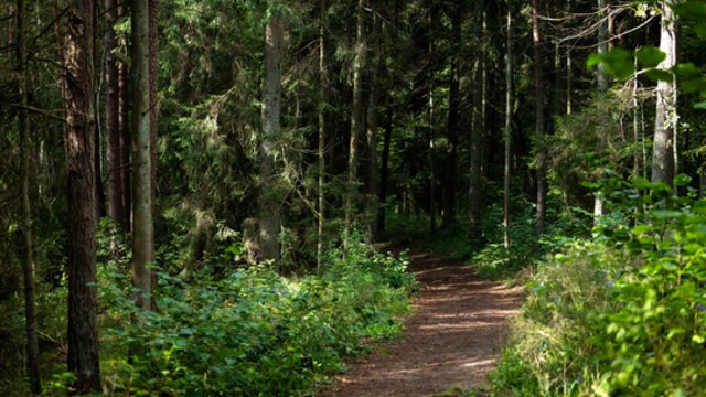Nuo pirmadienio – orų pokyčiai: sinoptikė atsakė, kaip pradėsime savaitę