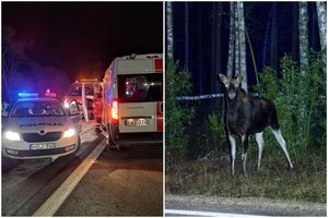 Paryčiais autostradoje netoli Vilniaus automobilis partrenkė briedį – sužeisti du žmonės