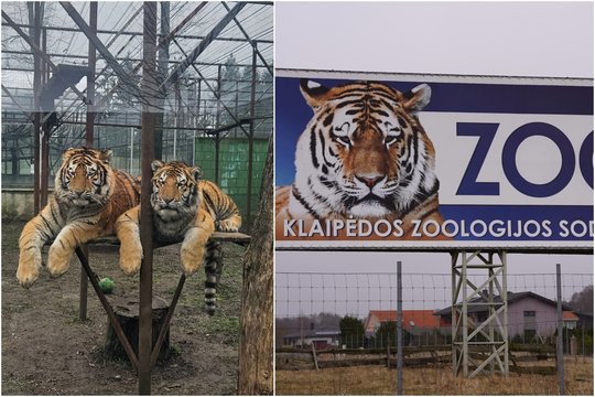 Klaipėdos zoologijos sode – dar vienas kraupus incidentas: rasta nušauta tigrė