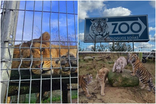 Klaipėdos zoologijos sode nušovus tigrę – prokuratūros žinia