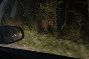 Šalia Vilniaus – neeilinis svečias: kameros užfiksavo pakele keliaujančią mešką