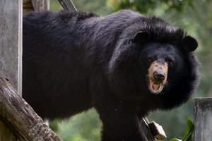 Lokys įsiveržė į namus Ulan Batore: vyras sudraskytas, moteris – sunkiai sužalota