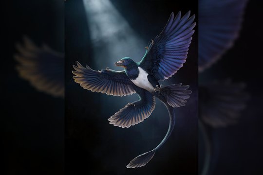 Kinijoje rastas ketursparnis dinozauras verčia perrašyti skrydžio istoriją
