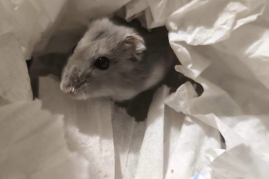Šeimininkai norėjo užmigdyti žiurkėnytę, tačiau veterinarai padarė tai, ko niekas nesitikėjo