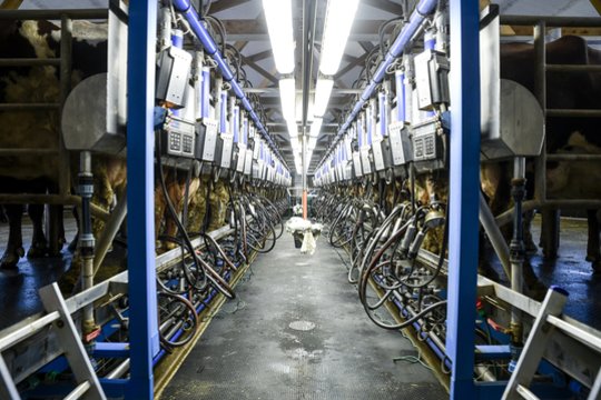 Pieno kaina Lietuvoje augo trečią mėnesį iš eilės