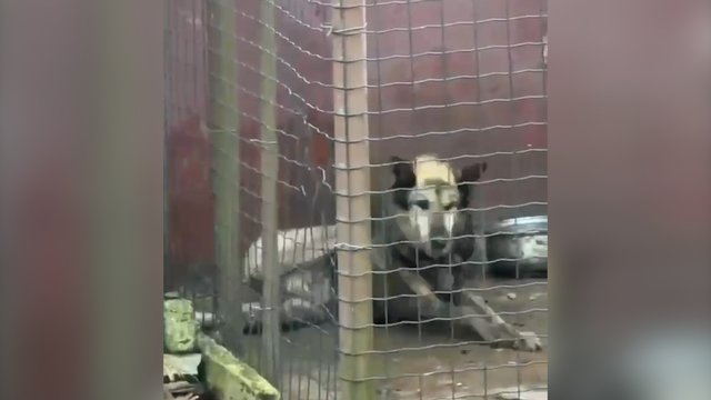 Vaizduose – už širdies griebiantis vaizdas: pagalbos tarnybos nepadėjo besikankinančiam šuniui 