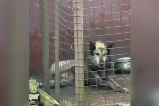 Vaizduose – už širdies griebiantis vaizdas: pagalbos tarnybos nepadėjo besikankinančiam šuniui 