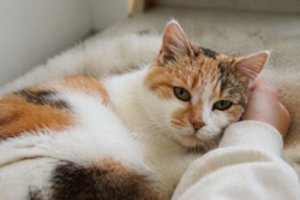 Prieglaudoje užsibuvusi katytė ieško atsakingo žmogaus
