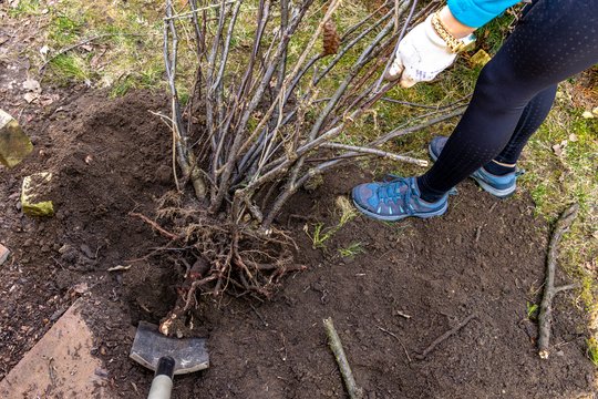 Netikėtas rudens priedas, kuris gali padėti augalams kitąmet startuoti žymiai stipriau
