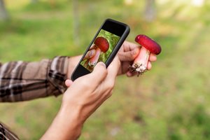 Grybų sezonas nesibaigė – 3 programėlės, kurias verta turėti telefone  