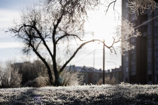 Į Lietuvą sugrįžta rudeniškos šalnos: sinoptikai įspėja dėl šių dienų