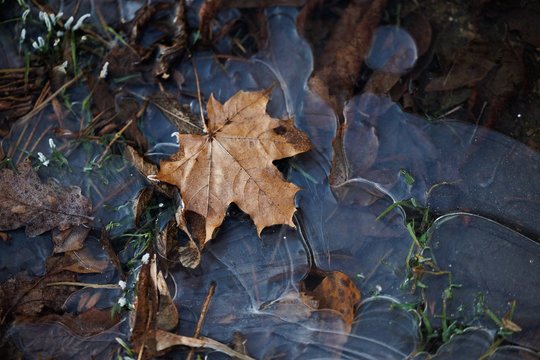 Darganotų orų karuselė: pasirodys lietus, žemę dengs šalnos