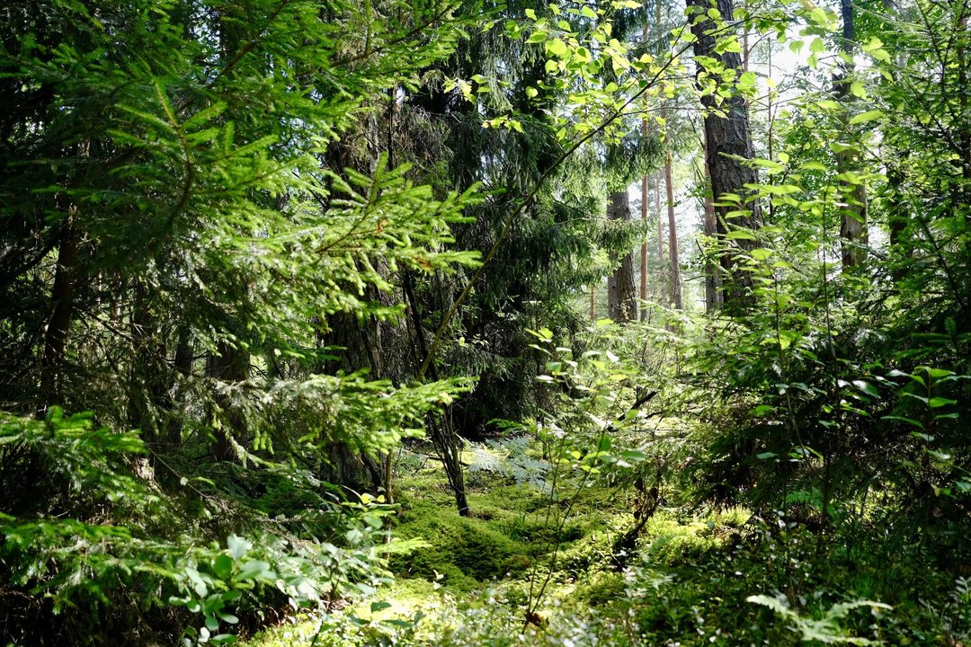 Taromatuose paaukotos lėšos padės išsaugoti 22 hektarų Dzūkijos pušyno