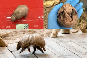 Skaičiavo kiekvieną gramą, bet darbas atsipirko: zoologijos sode sėkmingai auga rutulinio šarvuočio jauniklis