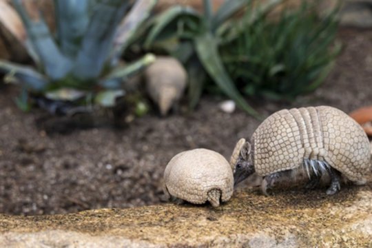 Kaune išaugintas vos 50 proc. šansą išgyventi turėjęs rutulinis šarvuotis: davė tradicinį vardą