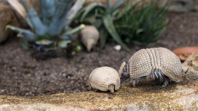 Kaune išaugintas vos 50 proc. šansą išgyventi turėjęs rutulinis šarvuotis: davė tradicinį vardą