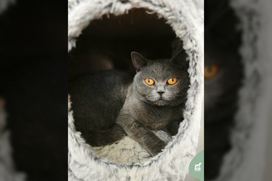 Po skaudžių išgyvenimų kilminga gintarinių akių gražuolė trokšta tikrų namų