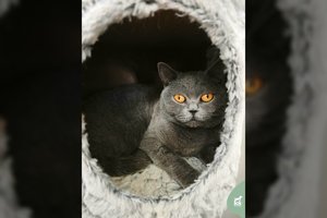 Po skaudžių išgyvenimų kilminga gintarinių akių gražuolė trokšta tikrų namų