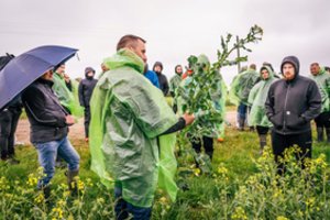 Didelis augalas dar nereiškia didelio derliaus: rapsų rinkoje – prioritetas efektyvumui