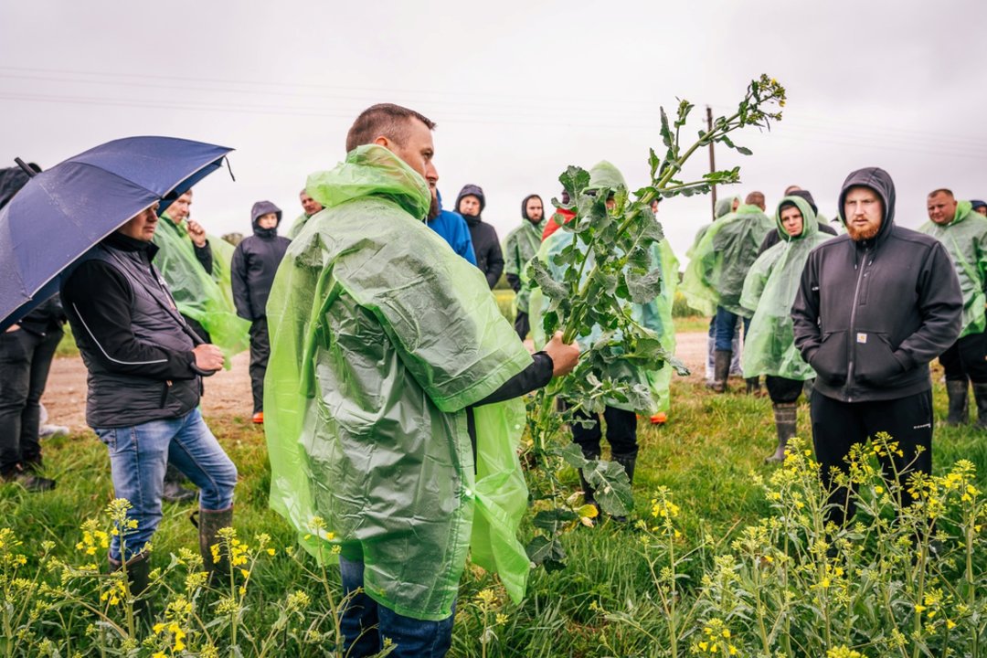 Didelis augalas dar nereiškia didelio derliaus: rapsų rinkoje – prioritetas efektyvumui