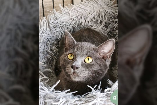 3 mėn. nedrąsi, bet išskirtinio grožio katytė laukia gero žmogaus