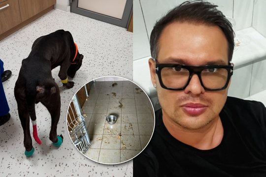 Tai, kokį šunį Soliaris pasiėmė iš dresūros stovyklos, šokiruoja: kūnas nusėtas žaizdomis