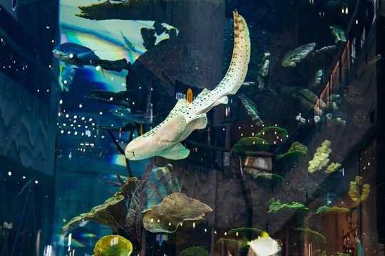 Kaunietis „Megoje“ pasigedo ryklio: paaiškėjo, kas nutiko